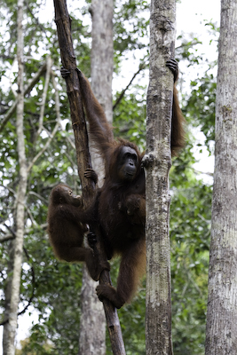 Orangutan-9.jpg