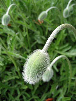 poppy bud