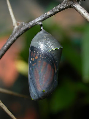 monarch pupa
