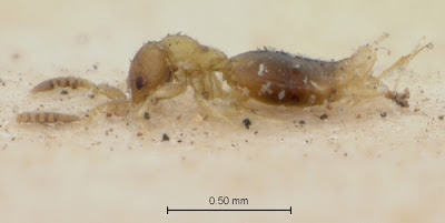Archisynarsis mongolica holotype