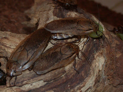Madeira cockroaches