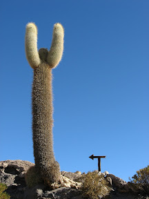Cactus This Way
