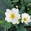 nutmeg's Primrose