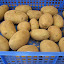 Potato 'Kestrel' Seeds