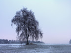Bříza.