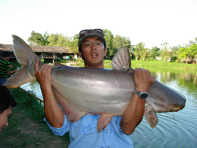 Mekong+catfish+thailand