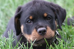 funny black pup