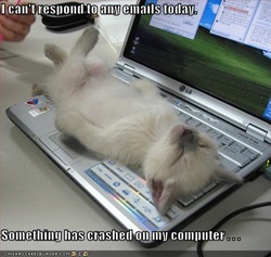kitty sleeps on a computer