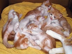family of cats