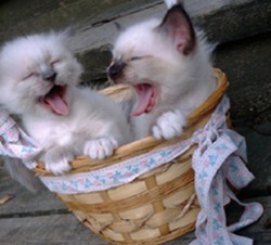 funny kittens in a basket