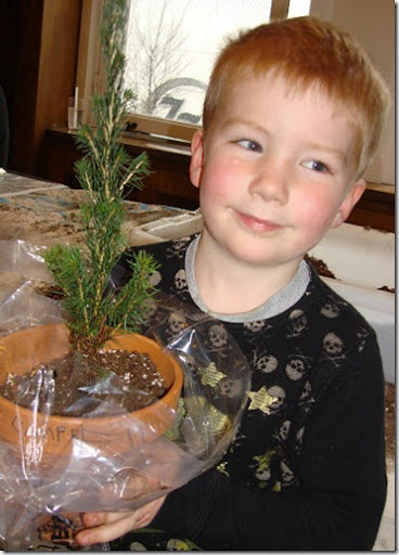 Campbell Norway Pine