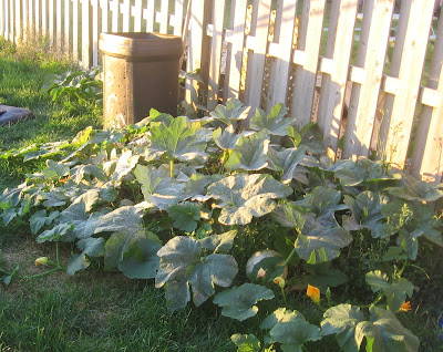 Our pumpkin patch