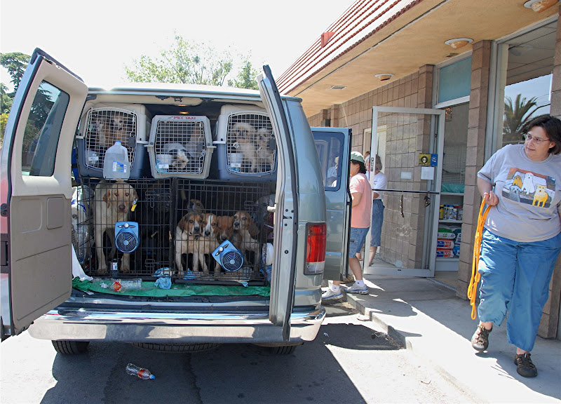 Puppy mills dogs bought at auction and rescued. (Image by Morgan Ong)
