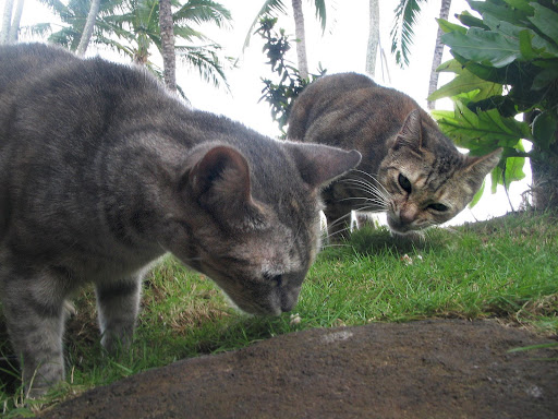 Feral cats in Hawaii, image by Richard Schmidt Feral cats in Hawaii, image by Richard Schmidt