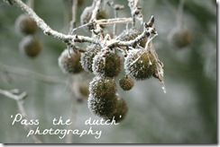 frost-port