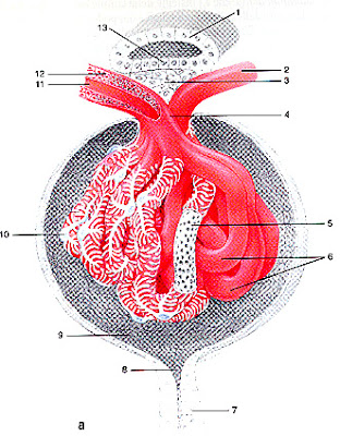 glomerulo