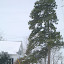 Ancient pine
