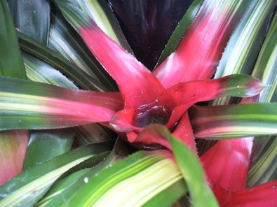 bromeliad2 (Medium)