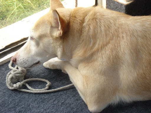 dogg1