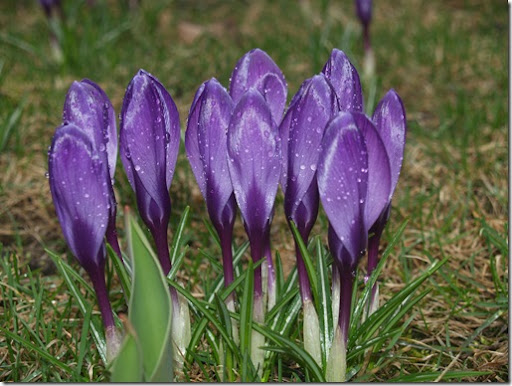 crocus 003