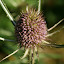 Teasel
