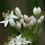 Garlic Chives