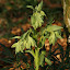 Stinking hellebore