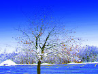blutree.JPG