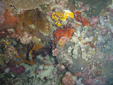 Spot the furry crab.