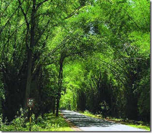wayanad wildlife forest road