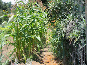 Upper path in the vegetable garden