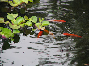 Goldfish in the pond
