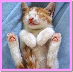 貓咪 可愛圖片 kitten generator