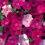 Petunia 'Waves Mixed'
