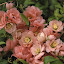 Chaenomeles 'Cameo'