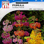 Satrina0's Primrose Seeds