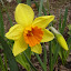 Daffodil 'Loveday'