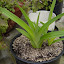 Daylily