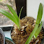 Amaryllis