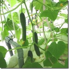 Hydrophonics_047_300x300