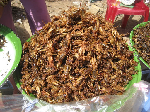criquets.JPG?imgmax=512