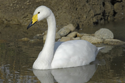 Whooper%20Swan.jpg?imgmax=512 (30633 bytes)