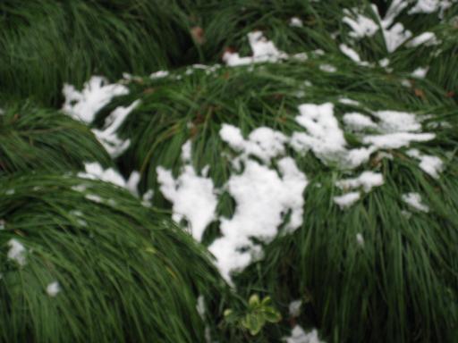 雪景图