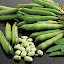 Broad Bean 'Listra'