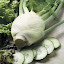 Fennel 'Sirio'