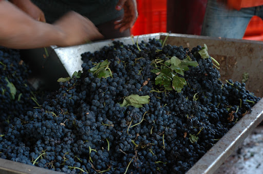 grapes
