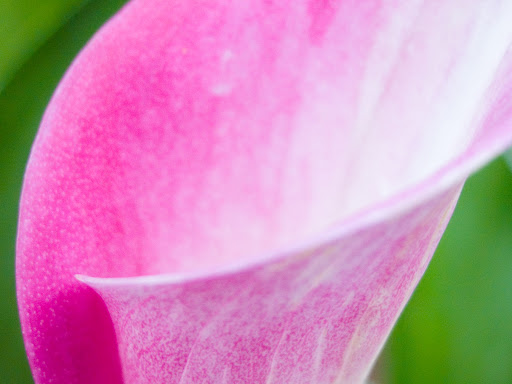 pink flower wallpaper pink flower wallpaper