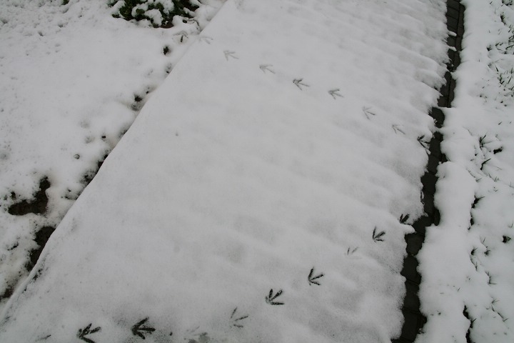 track