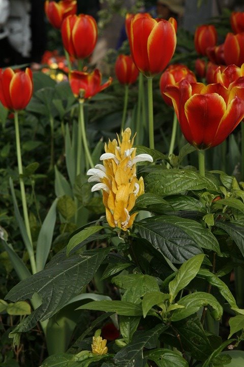 金苞花