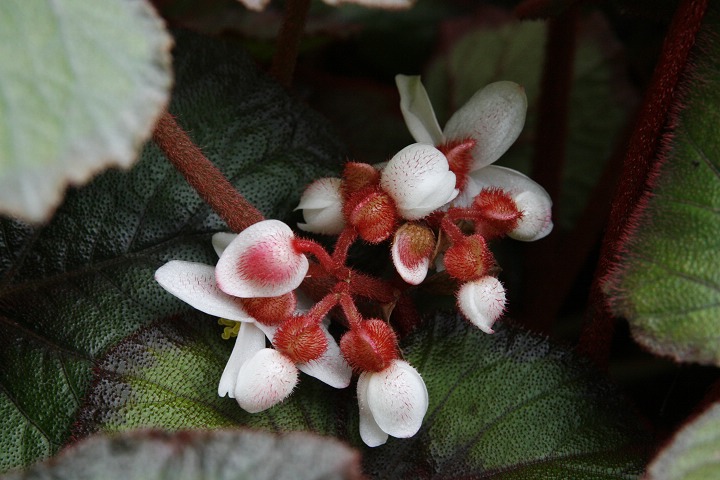 ???花